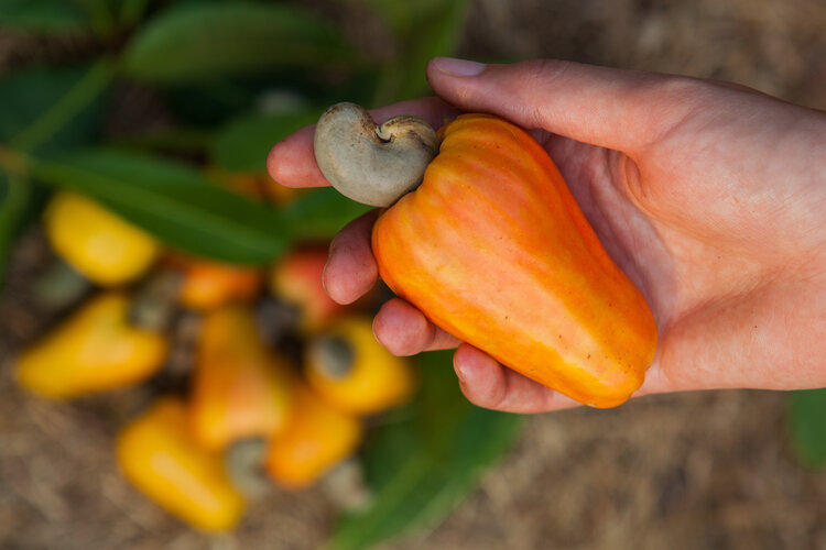 hand picked raw kernels